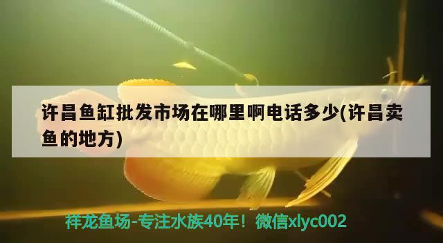 許昌魚缸批發(fā)市場在哪里啊電話多少(許昌賣魚的地方) 朱巴利魚