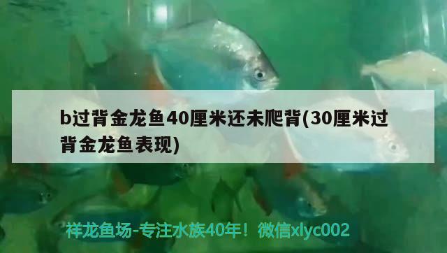 b過背金龍魚40厘米還未爬背(30厘米過背金龍魚表現(xiàn)) 過背金龍魚