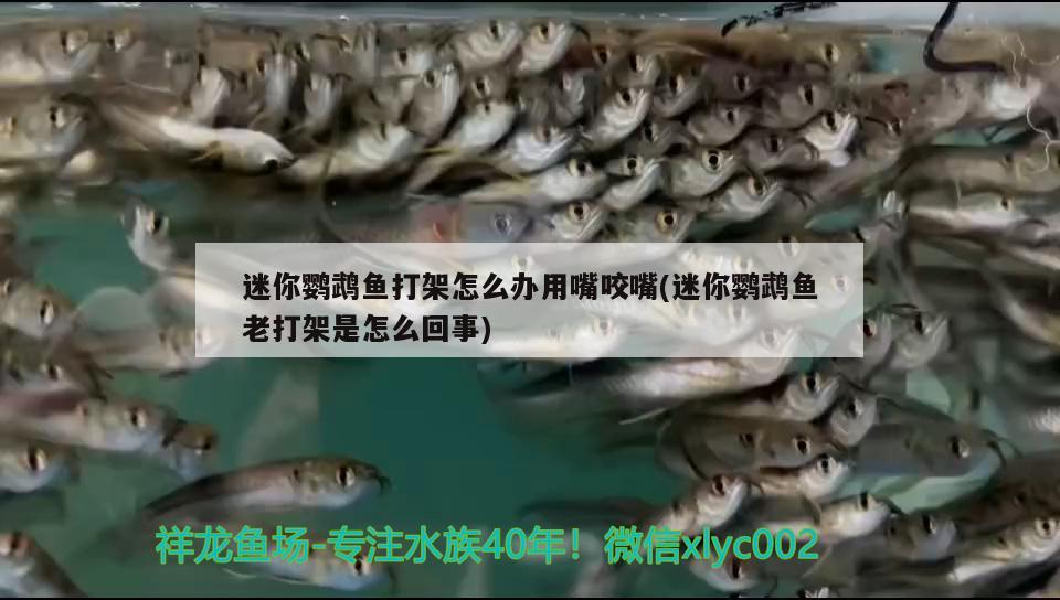 迷你鸚鵡魚打架怎么辦用嘴咬嘴(迷你鸚鵡魚老打架是怎么回事)