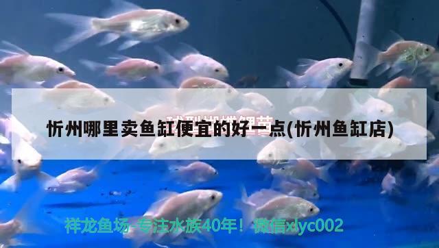 忻州哪里賣魚缸便宜的好一點(diǎn)(忻州魚缸店)