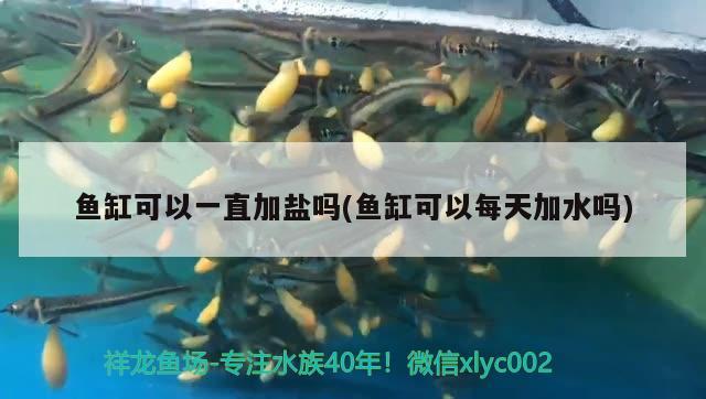 魚缸可以一直加鹽嗎(魚缸可以每天加水嗎)