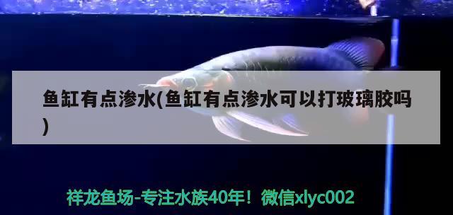 魚缸有點(diǎn)滲水(魚缸有點(diǎn)滲水可以打玻璃膠嗎)