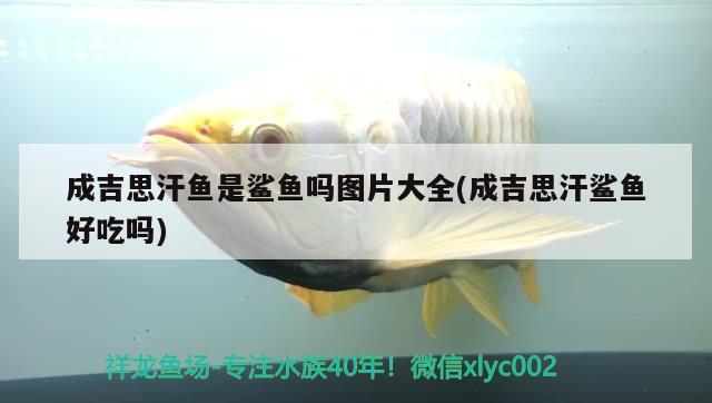 成吉思汗魚是鯊魚嗎圖片大全(成吉思汗鯊魚好吃嗎)