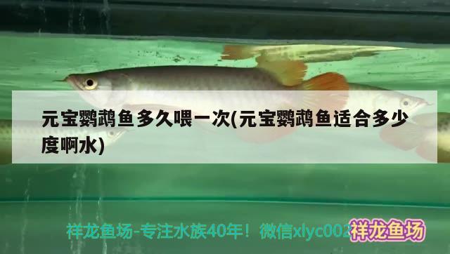 元寶鸚鵡魚多久喂一次(元寶鸚鵡魚適合多少度啊水) 鸚鵡魚