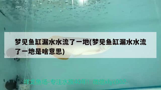 夢見魚缸漏水水流了一地(夢見魚缸漏水水流了一地是啥意思) 非洲金鼓魚