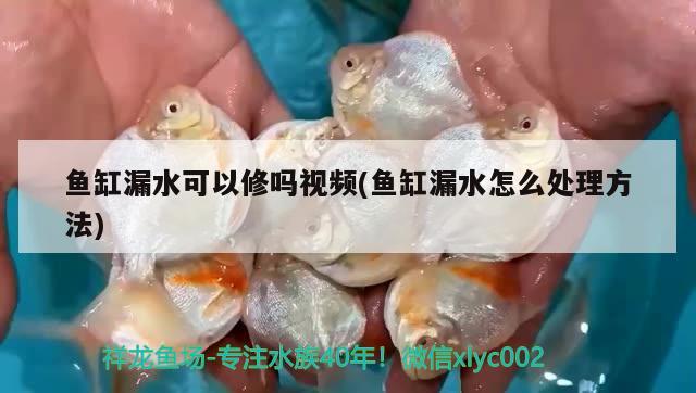 魚(yú)缸漏水可以修嗎視頻(魚(yú)缸漏水怎么處理方法)