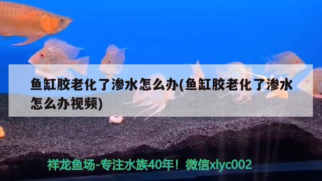 魚缸膠老化了滲水怎么辦(魚缸膠老化了滲水怎么辦視頻) 斑馬狗頭魚