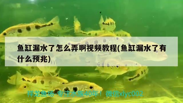 魚缸漏水了怎么弄啊視頻教程(魚缸漏水了有什么預(yù)兆) 熊貓異形魚L46 第3張