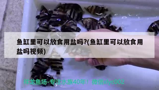 魚缸里可以放食用鹽嗎?(魚缸里可以放食用鹽嗎視頻) 白玉紅龍魚 第2張