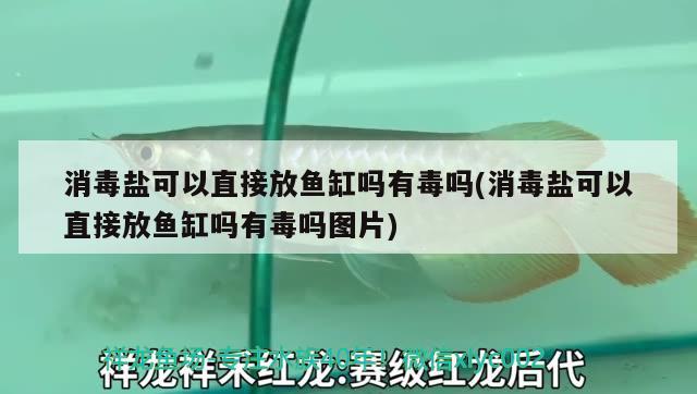 消毒鹽可以直接放魚缸嗎有毒嗎(消毒鹽可以直接放魚缸嗎有毒嗎圖片)