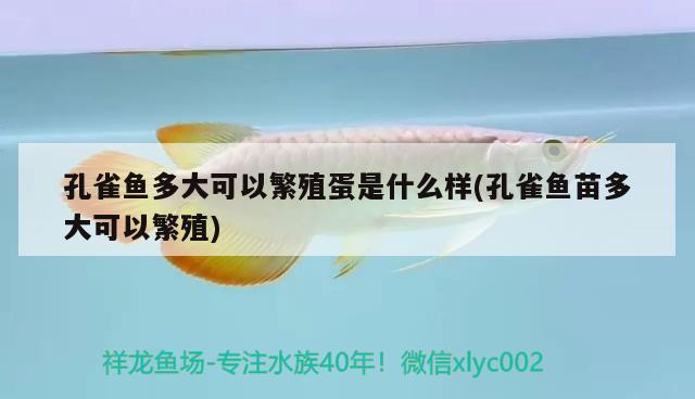 孔雀魚多大可以繁殖蛋是什么樣(孔雀魚苗多大可以繁殖) 觀賞魚