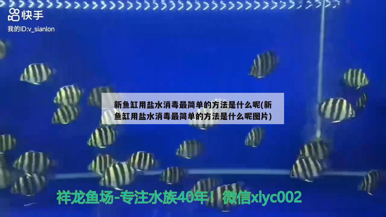 新魚缸用鹽水消毒最簡單的方法是什么呢(新魚缸用鹽水消毒最簡單的方法是什么呢圖片)