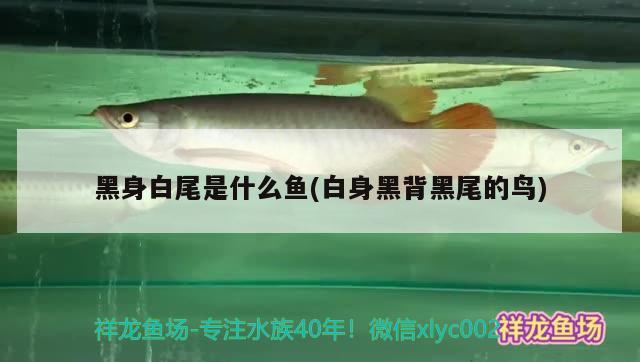 黑身白尾是什么魚(白身黑背黑尾的鳥)