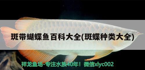 斑帶蝴蝶魚百科大全(斑蝶種類大全)