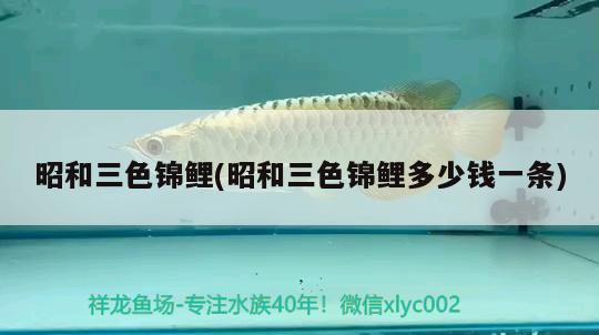 昭和三色錦鯉(昭和三色錦鯉多少錢(qián)一條) 三色錦鯉魚(yú)