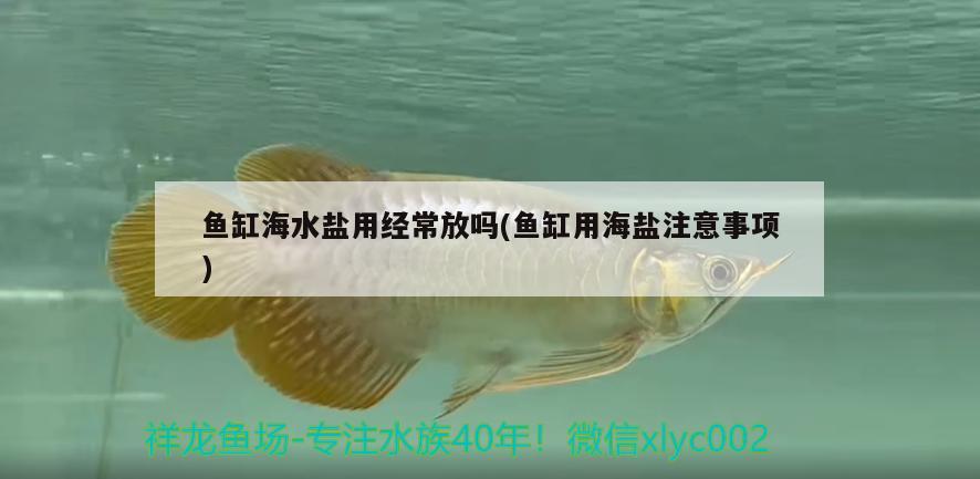 魚缸海水鹽用經(jīng)常放嗎(魚缸用海鹽注意事項(xiàng))