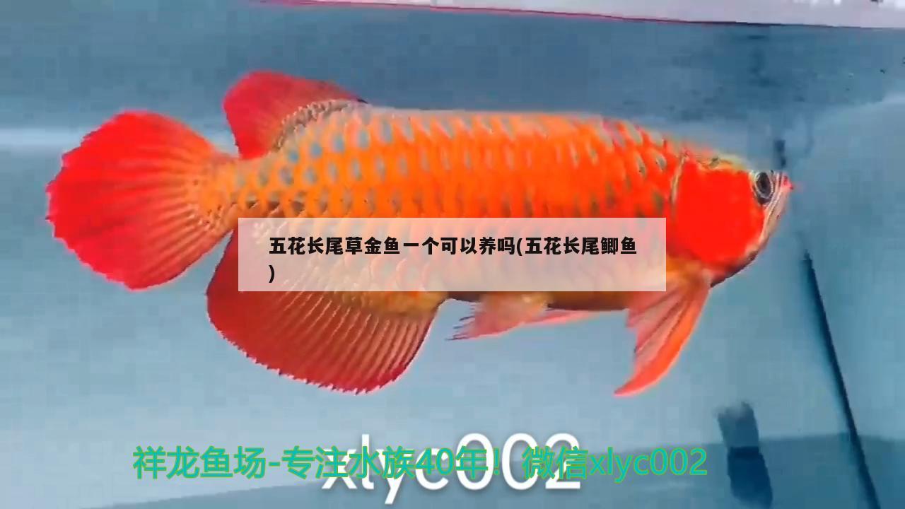 五花長尾草金魚一個可以養(yǎng)嗎(五花長尾鯽魚)