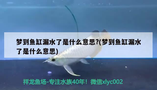 夢到魚缸漏水了是什么意思?(夢到魚缸漏水了是什么意思) 觀賞魚百科