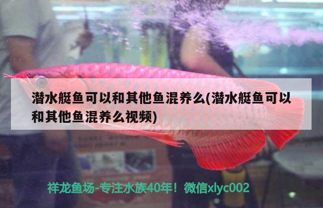 潛水艇魚可以和其他魚混養(yǎng)么(潛水艇魚可以和其他魚混養(yǎng)么視頻) 潛水艇魚 第2張