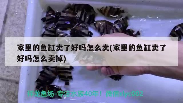 家里的魚缸賣了好嗎怎么賣(家里的魚缸賣了好嗎怎么賣掉) 黑云魚