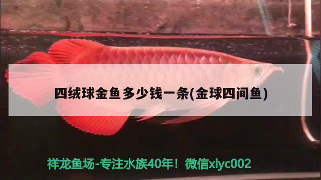 四絨球金魚多少錢一條(金球四間魚)