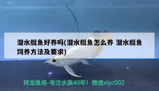 潛水艇魚好養(yǎng)嗎(潛水艇魚怎么養(yǎng)潛水艇魚飼養(yǎng)方法及要求) 潛水艇魚 第2張