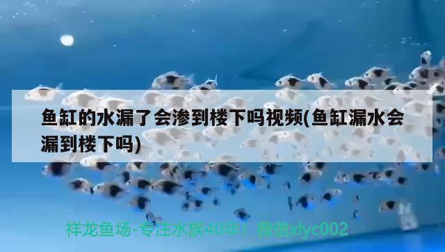 魚缸的水漏了會(huì)滲到樓下嗎視頻(魚缸漏水會(huì)漏到樓下嗎)