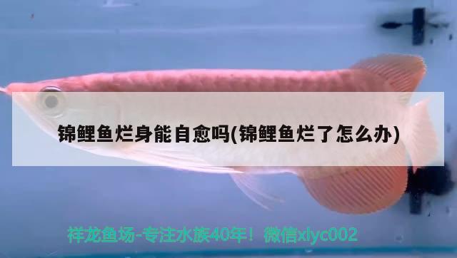 錦鯉魚爛身能自愈嗎(錦鯉魚爛了怎么辦) 觀賞魚