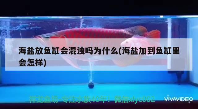 海鹽放魚(yú)缸會(huì)混濁嗎為什么(海鹽加到魚(yú)缸里會(huì)怎樣) 三間鼠魚(yú)苗