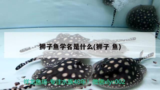 獅子魚學名是什么(獅子魚)