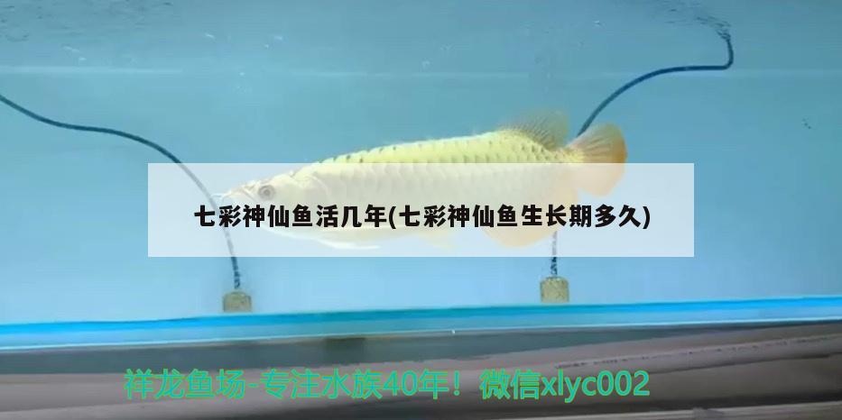 七彩神仙魚活幾年(七彩神仙魚生長期多久)