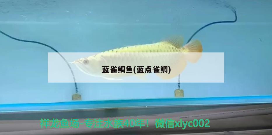 藍(lán)雀鯛魚(yú)(藍(lán)點(diǎn)雀鯛) 觀賞魚(yú)