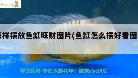 怎樣擺放魚缸旺財圖片(魚缸怎么擺好看圖片) 蝴蝶鯉魚苗 第2張