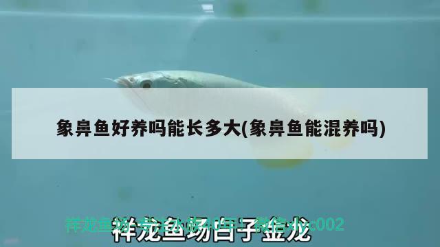 象鼻魚好養(yǎng)嗎能長多大(象鼻魚能混養(yǎng)嗎)