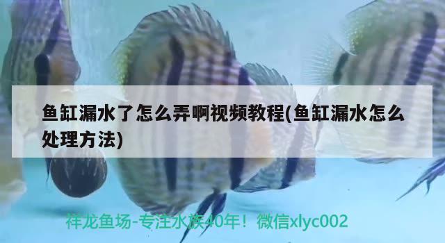 魚(yú)缸漏水了怎么弄啊視頻教程(魚(yú)缸漏水怎么處理方法)