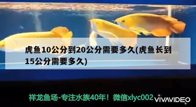 虎魚(yú)10公分到20公分需要多久(虎魚(yú)長(zhǎng)到15公分需要多久) 虎魚(yú)百科