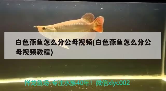 白色燕魚怎么分公母視頻(白色燕魚怎么分公母視頻教程)