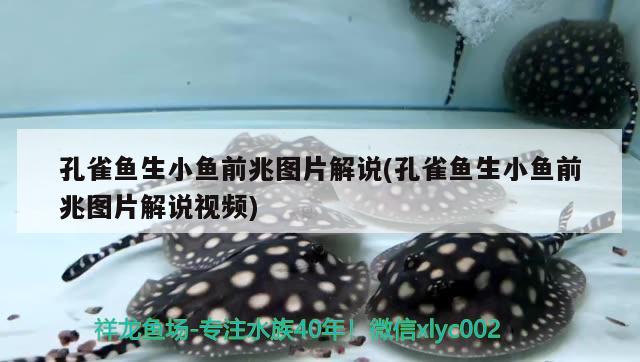 孔雀魚(yú)生小魚(yú)前兆圖片解說(shuō)(孔雀魚(yú)生小魚(yú)前兆圖片解說(shuō)視頻)