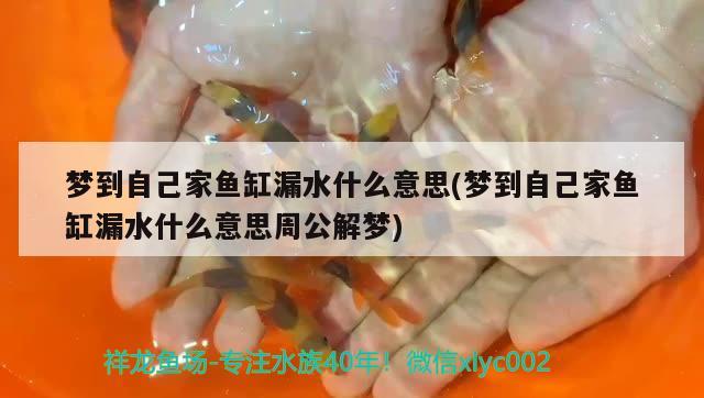 夢(mèng)到自己家魚缸漏水什么意思(夢(mèng)到自己家魚缸漏水什么意思周公解夢(mèng)) 印尼虎苗 第2張