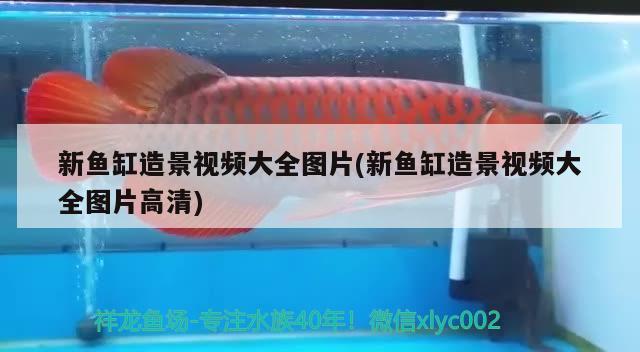 新魚缸造景視頻大全圖片(新魚缸造景視頻大全圖片高清) 黑云魚