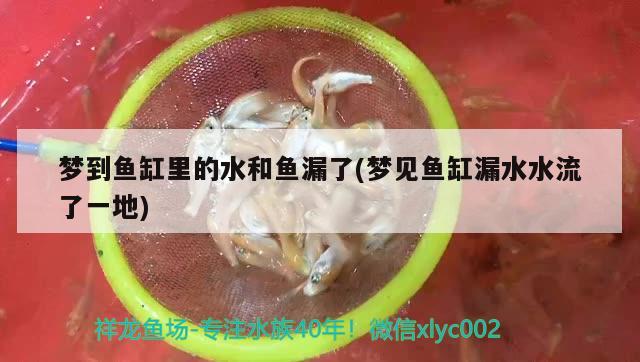 夢到魚缸里的水和魚漏了(夢見魚缸漏水水流了一地) 錦鯉池魚池建設