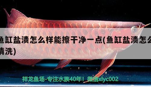 魚(yú)缸鹽漬怎么樣能擦干凈一點(diǎn)(魚(yú)缸鹽漬怎么清洗) 魚(yú)缸等水族設(shè)備