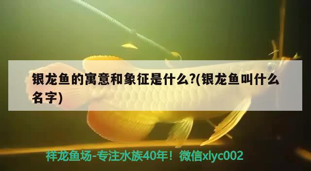 銀龍魚的寓意和象征是什么?(銀龍魚叫什么名字) 銀龍魚百科