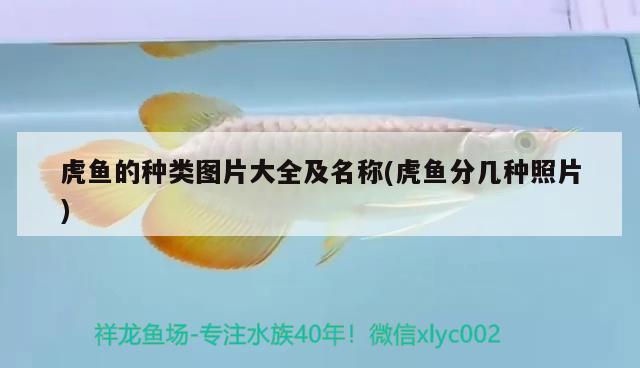 虎魚的種類圖片大全及名稱(虎魚分幾種照片) 虎魚百科