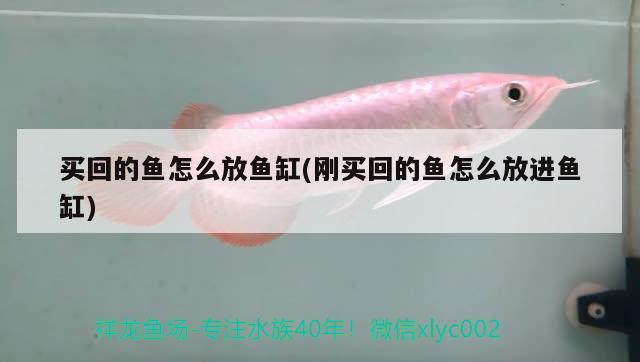 買回的魚怎么放魚缸(剛買回的魚怎么放進魚缸)