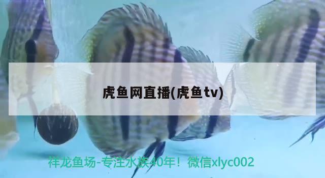 虎魚網(wǎng)直播(虎魚tv)