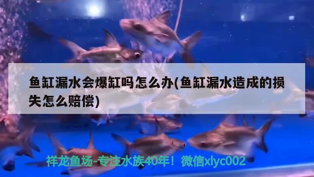 魚(yú)缸漏水會(huì)爆缸嗎怎么辦(魚(yú)缸漏水造成的損失怎么賠償) 黑桃A魚(yú)苗