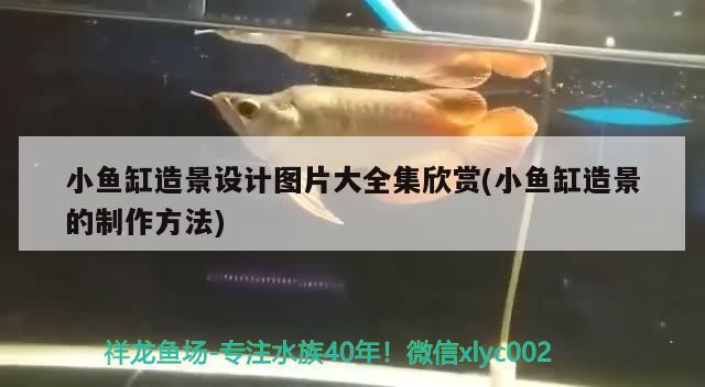 小魚(yú)缸造景設(shè)計(jì)圖片大全集欣賞(小魚(yú)缸造景的制作方法) 觀賞魚(yú)市場(chǎng)