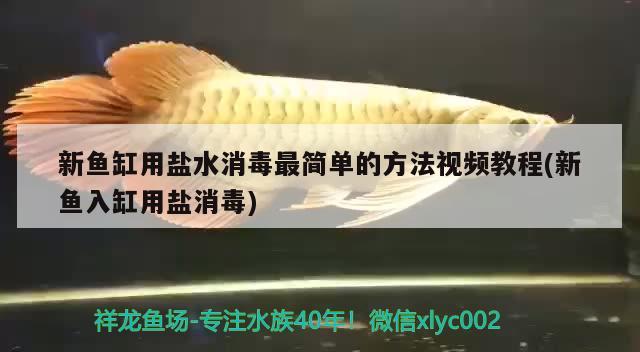 新魚缸用鹽水消毒最簡單的方法視頻教程(新魚入缸用鹽消毒) 銀河星鉆魚