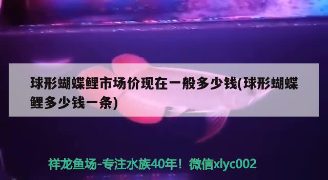 球形蝴蝶鯉市場(chǎng)價(jià)現(xiàn)在一般多少錢(球形蝴蝶鯉多少錢一條) 蝴蝶鯉